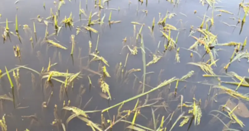 হবিগঞ্জে ভারী বর্ষণে জনজীবন ও কৃষির ব্যাপক বিপর্যয়