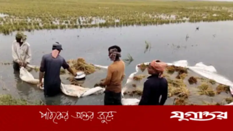 জগন্নাথপুরের হাওড়ে পাকা ধান তলিয়ে কৃষকদের হাহাকার