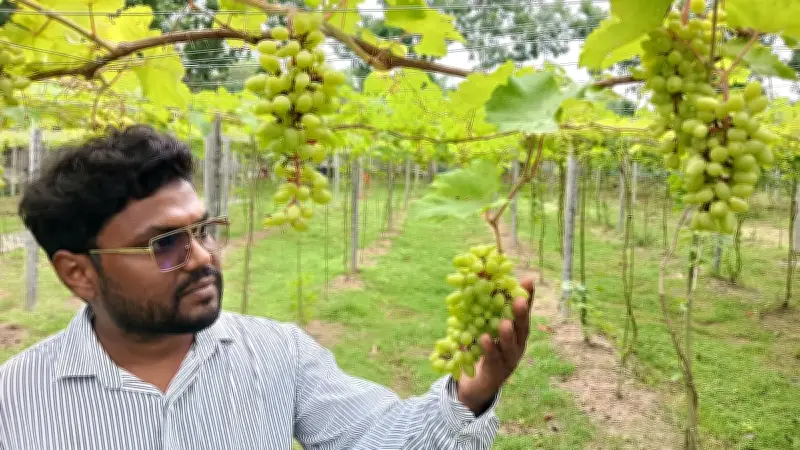 প্রকৌশলী ফারদিনের সফল আঙুর চাষ, ৫০ শতাংশ জমিতে বাগান