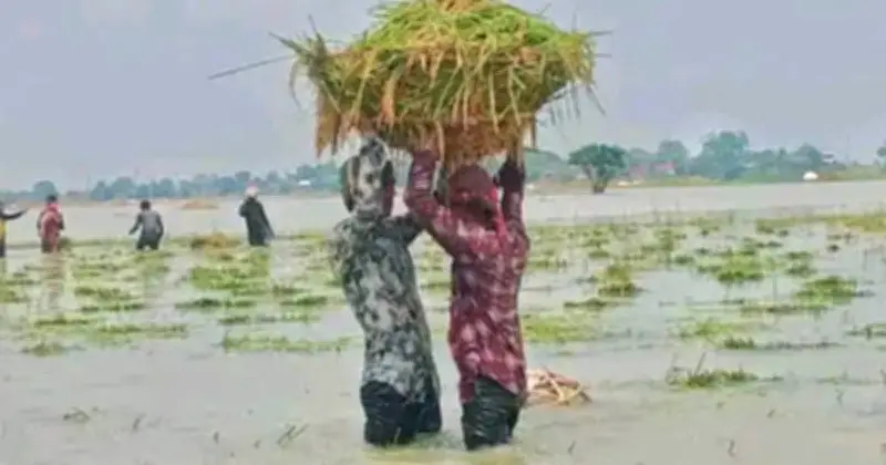 সুনামগঞ্জে ধান কাটার সংকটে কৃষকেরা, লোকসানে বিক্রি