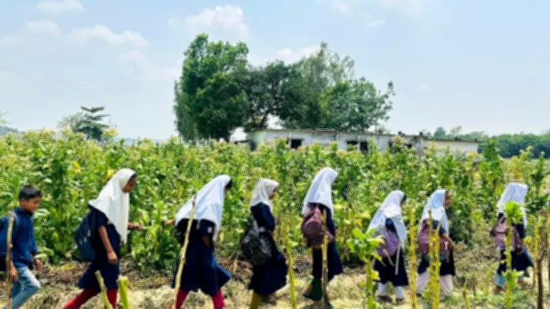 তামাকখেতের মাঝে শিক্ষা: চকরিয়ায় শিশুদের স্বাস্থ্যঝুঁকি