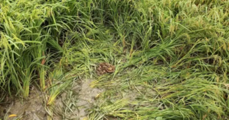 টাঙ্গাইলে মানসিক ভারসাম্যহীন তরুণী রাতভর গণধর্ষণের শিকার