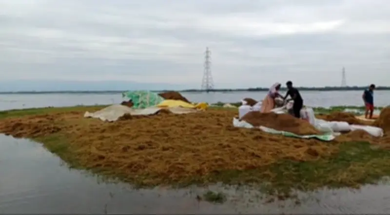 সুনামগঞ্জে পানি বাড়ায় হাওরের ধান তলিয়ে যাচ্ছে, কৃষকেরা দিশাহারা