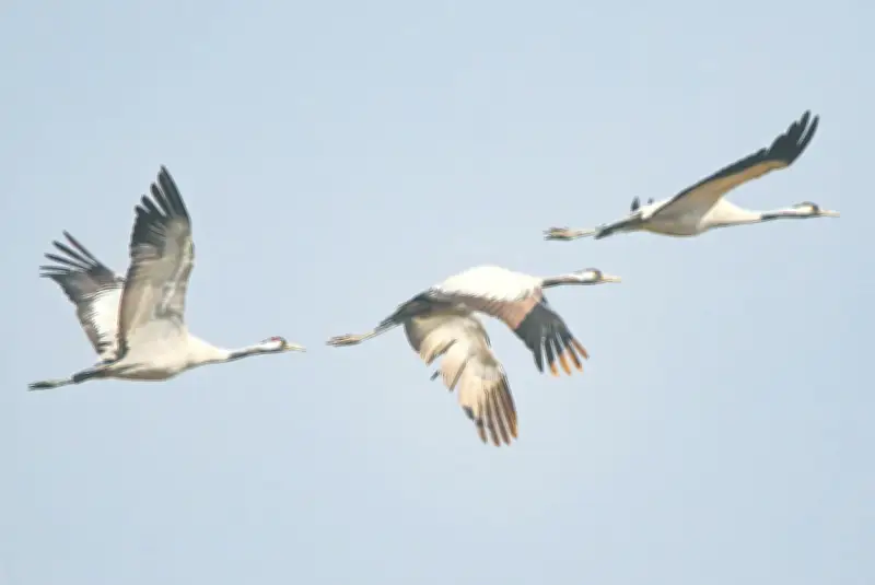 বড় হাওরে তিনটি পাতিসারসের দেখা মিলেছে