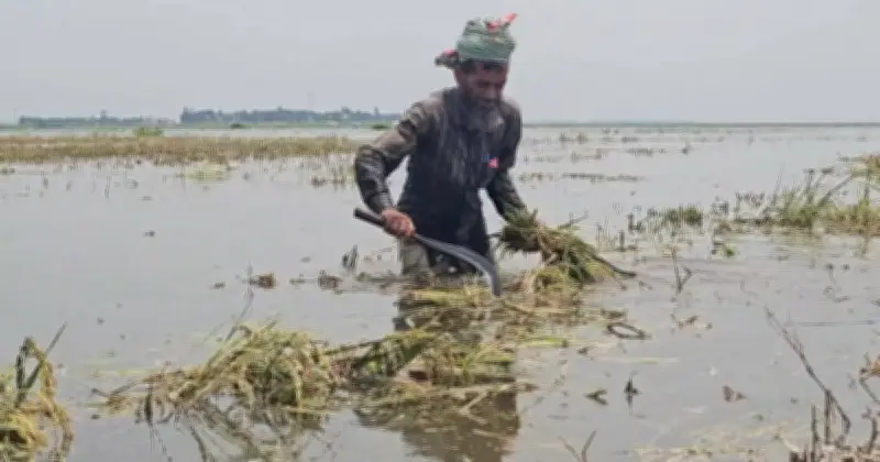 টানা বৃষ্টি ও উজানের ঢলে কিশোরগঞ্জে হাওরের বোরো ধান তলিয়ে যাওয়ার শঙ্কা