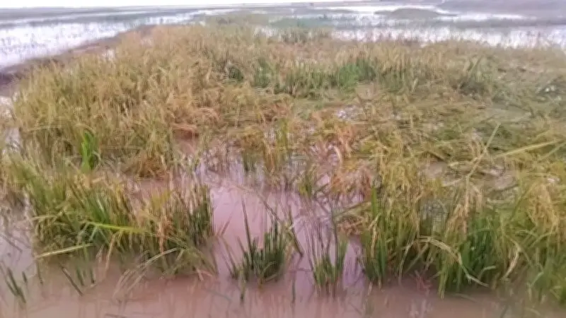 মৌলভীবাজারে বৃষ্টি ও পাহাড়ি ঢলে হাওরে ধান তলিয়ে গেছে