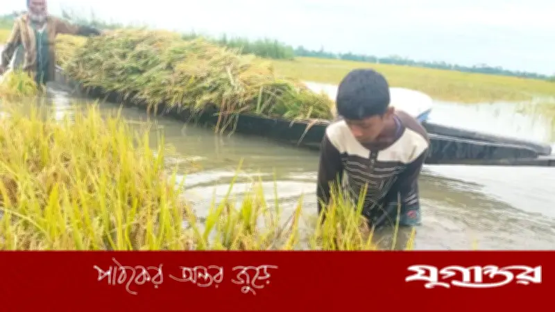 টানা বর্ষণে জামালগঞ্জের হাওড়ে বোরো ধান তলিয়ে কৃষকদের দুর্ভোগ