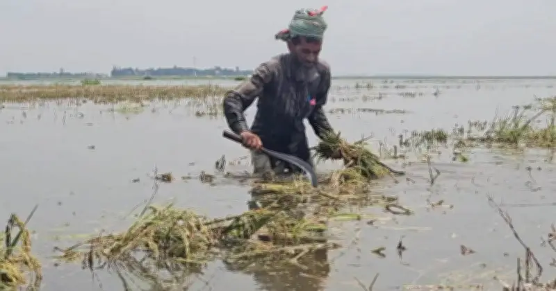 টানা বৃষ্টিতে কিশোরগঞ্জের হাওরে বোরো ধান তলিয়ে কৃষকদের হাহাকার