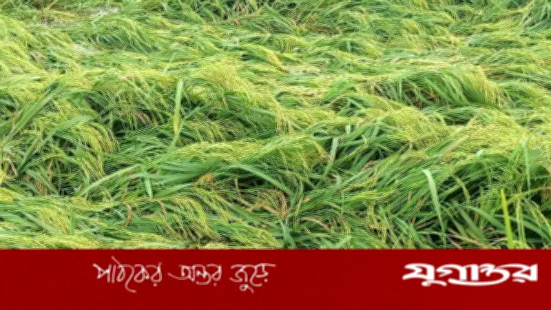 হিলিতে ঝড়-বৃষ্টিতে বোরো ধানের ব্যাপক ক্ষতি, কৃষকদের শঙ্কা