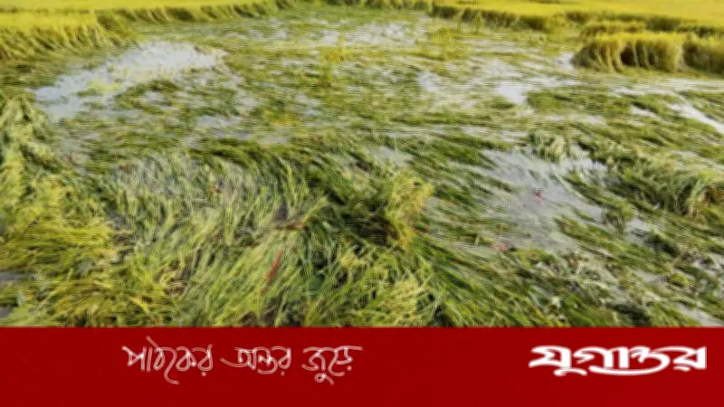 চিলমারীতে বৃষ্টিতে তলিয়ে যাচ্ছে বোরো ধান, দিশেহারা ১২ হাজার কৃষক