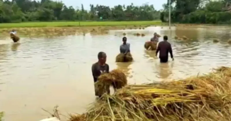 খাগড়াছড়িতে কালবৈশাখী ঝড়ে কৃষিখাতে ৭৩২ হেক্টর জমির ফসল নষ্ট