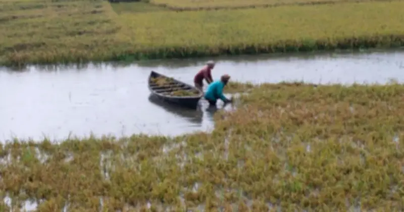 নেত্রকোনায় টানা বৃষ্টিতে হাওরের বোরো ধান তলিয়ে গেছে