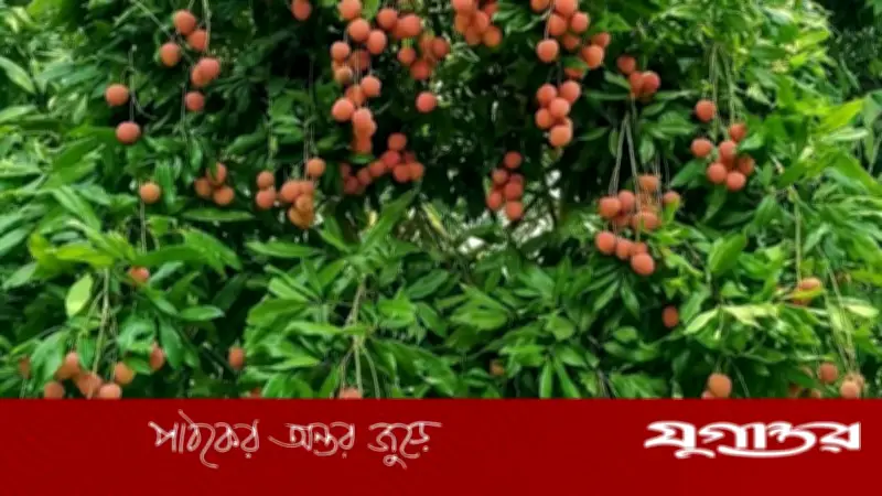 সোনারগাঁয়ের বড়-সুস্বাদু লিচু আসছে বাজারে, দাম কেমন?