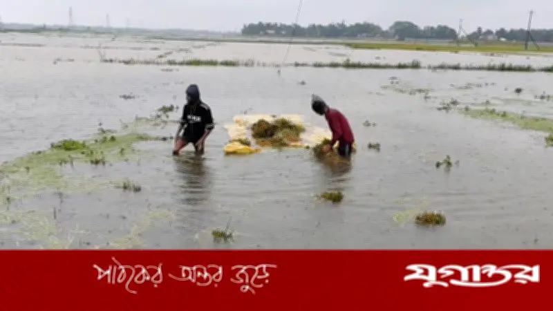 ভারি বৃষ্টি ও উজানের ঢলে সুনামগঞ্জের কৃষকরা মহাসংকটে