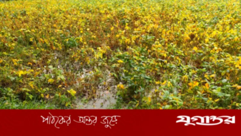 রায়পুরে ১৬০ মিমি বৃষ্টি, মেঘনা চরের ফসল ডুবে কৃষকের হাহাকার