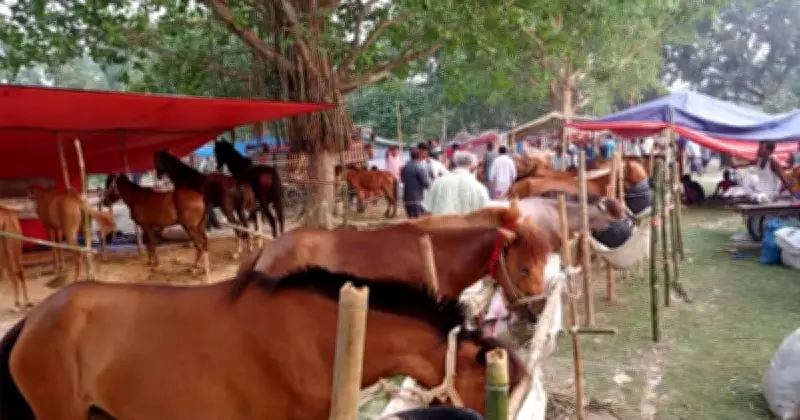 দিনাজপুরে শুরু হলো ঐতিহ্যবাহী বুড়া চিন্তামন ঘোড়া মেলা