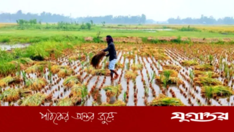 টানা বর্ষণে লাকসামে বোরো ধানের ব্যাপক ক্ষতি, কৃষকদের দুশ্চিন্তা