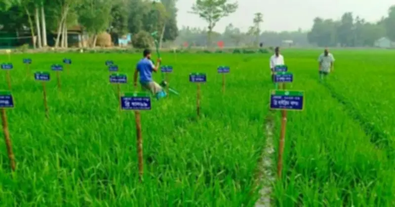 দিনাজপুরে ব্রির রাইস গার্ডেনে ৫৪ জাতের ধান প্রদর্শন