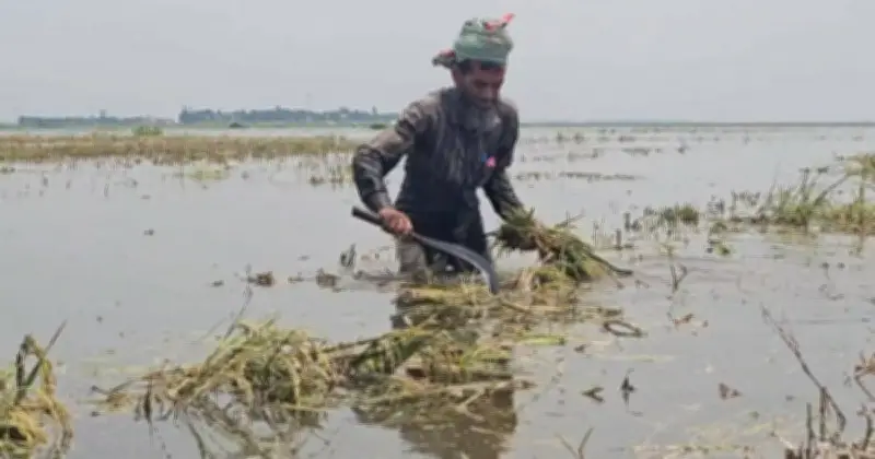 হাওরে বন্যায় লাখো কৃষকের বোরো ধান তলিয়ে গেছে