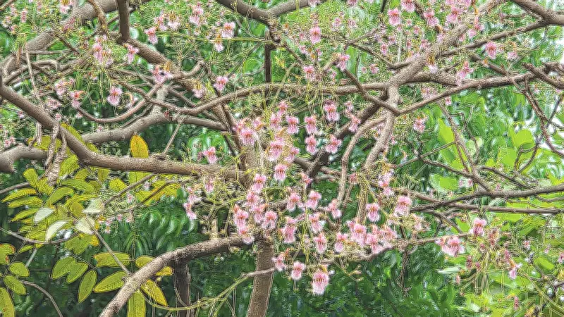 জয়দেবপুরে ফুটেছে দুর্লভ পারুল ফুল, প্রকৃতিপ্রেমীদের মিলনমেলা