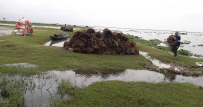 মৌলভীবাজারে ভারী বর্ষণে হাওরের বোরো ধান তলিয়ে গেছে, কৃষকদের উদ্বেগ
