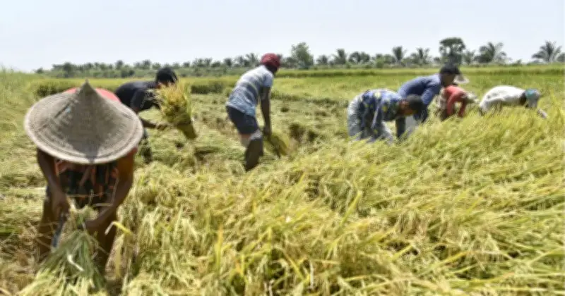 ঝড়-বৃষ্টিতে বোরো ধানের ব্যাপক ক্ষতি, উৎপাদন লক্ষ্যমাত্রা নিয়ে শঙ্কা