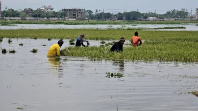 সুনামগঞ্জে পানি বাড়ায় ধান কাটা-শুকানোয় কৃষকদের দুর্ভোগ