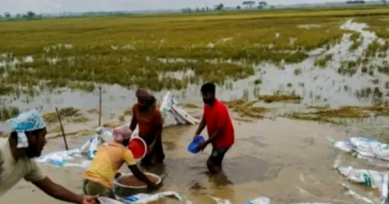 নেত্রকোনায় বন্যায় বোরো ফসল তলিয়ে গেছে, কৃষকেরা সর্বস্ব হারিয়েছেন