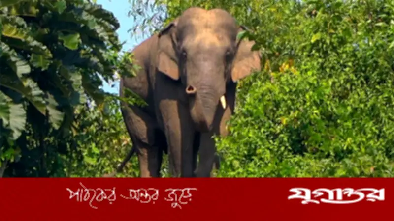 কক্সবাজারে বন্য হাতির আক্রমণে মা-মেয়ের মৃত্যু