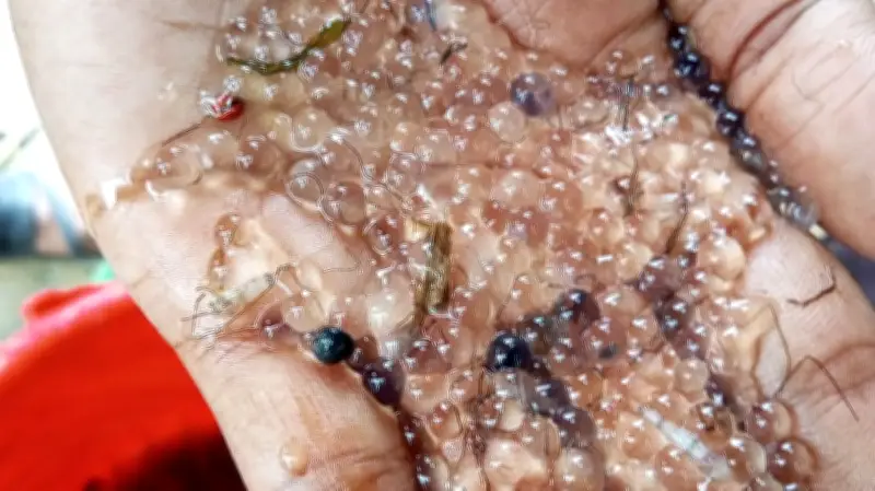 হালদা নদীতে কার্প মাছের নমুনা ডিম সংগ্রহ শুরু, পূর্ণ প্রজননের অপেক্ষা