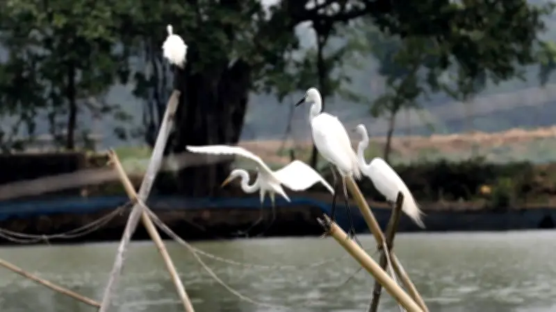 কক্সবাজারে ভয়াবহ অগ্নিকাণ্ডে ৫০০ বসতঘর পুড়ে ছাই