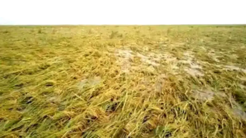 টানা বৃষ্টিতে ধান তলিয়ে যাচ্ছে, শ্রমিক সংকটে কৃষক দিশেহারা