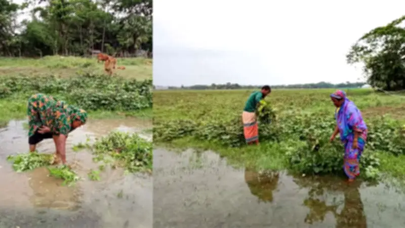 পানির নিচে মুগডাল বাম্পার ফলনের আশা ভেস্তে দুশ্চিন্তায় কৃষক