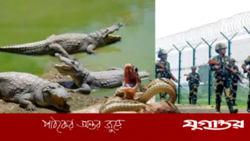 বাংলাদেশ সীমান্তে বিষধর সাপ ও কুমির মোতায়েনের পরিকল্পনা ভারতের