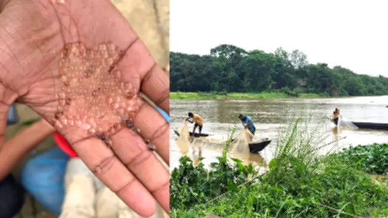 হালদায় ডিম ছাড়ল দেশীয় কার্প, জাটকা নিধনে অভিযান: ৩ জেলের দণ্ড