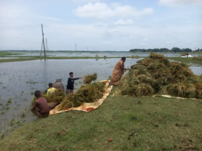 সুনামগঞ্জে বালুমহাল আরও পাঁচ দিন বন্ধ, ধান কাটায় শ্রমিকসংকট মোকাবিলা