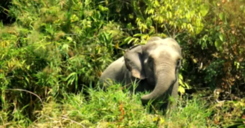 রামুতে বন্য হাতির আক্রমণে মা-মেয়ের মৃত্যু