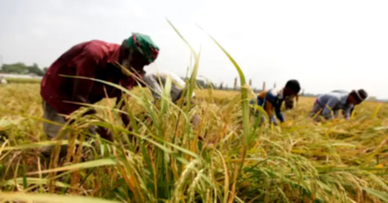 সুনামগঞ্জে বন্যা: বোরো ধানের ২০০ কোটি টাকার ক্ষতি