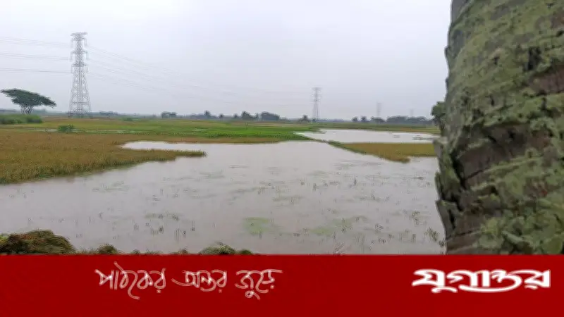 পাকুন্দিয়ায় টানা বৃষ্টিতে বোরো ধানের ব্যাপক ক্ষতি