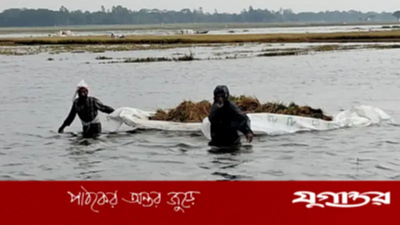 বন্যার পানিতে তলিয়ে গেছে হাওড়ের ধান, কৃষকরা দিশেহারা