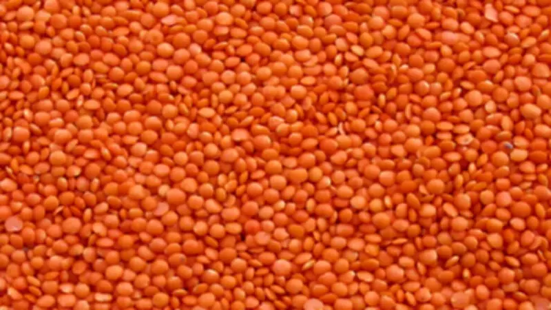 ৯ হাজার টন মসুর ডাল কিনবে সরকার, ব্যয় ৭২ কোটি টাকা
