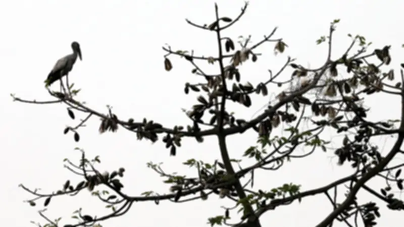 পরিপক্ব শিমুলের তুলা উড়ে যাচ্ছে বাতাসে