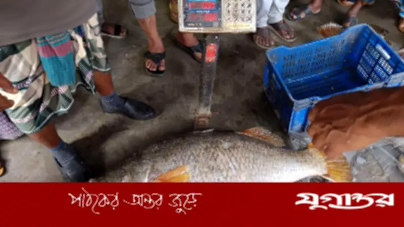 কুয়াকাটায় জেলের জালে ধরা পড়ল বিরল ২৩ কেজি কোরাল মাছ, বিক্রি ৩০ হাজার টাকায়
