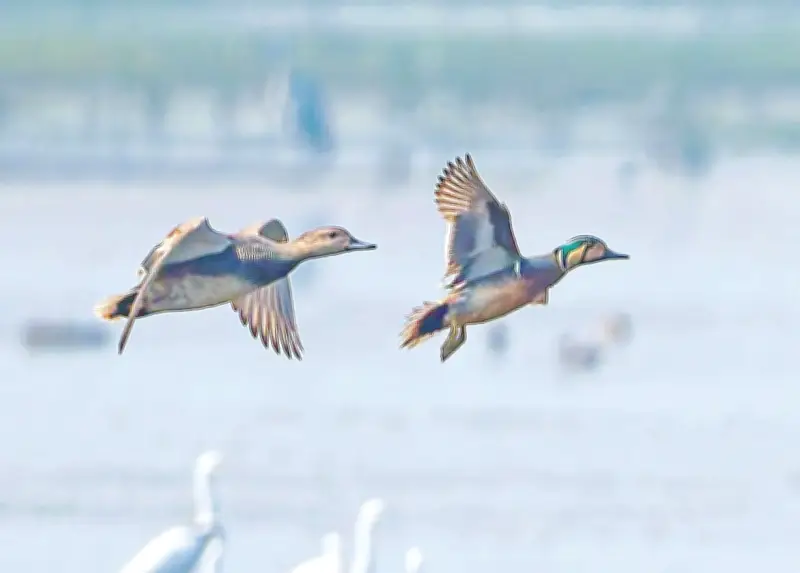 অতি বিরল বৈকাল হাঁসের সন্ধান: বাইক্কা বিলে পাঁচ বছরের খোঁজের পর অবশেষে সফলতা