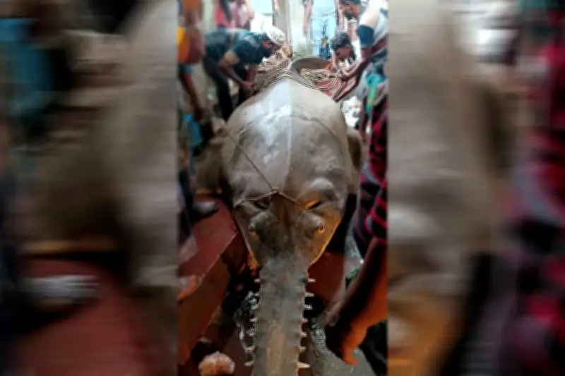 ঝালকাঠির কাঠালিয়ায় জেলেদের জালে বিশাল খটক মাছ ধরা পড়ে, বিক্রি আড়াই লাখ টাকায়