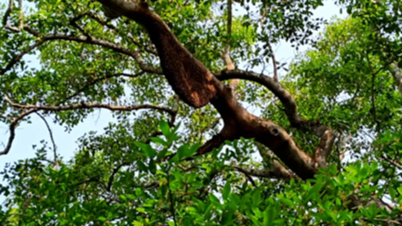 সুন্দরবনে মধু আহরণ শুরু, কিন্তু দস্যু আতঙ্কে মৌয়ালদের অনাগ্রহ