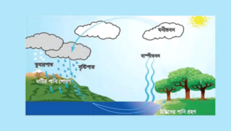 প্রাথমিক বৃত্তি পরীক্ষার বিজ্ঞান প্রশ্নোত্তর: পানিচক্র ও উদ্ভিদের ভূমিকা