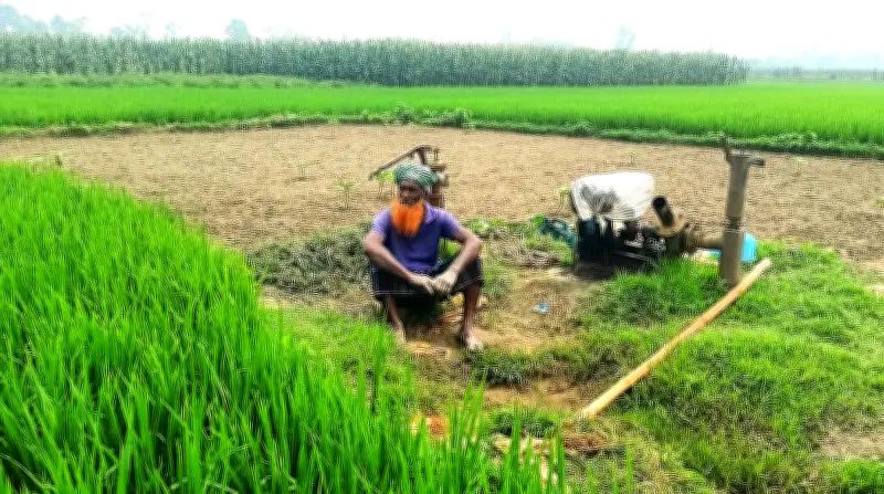 জামালপুরে ডিজেল সংকটে বোরো ধানের সেচ বিপর্যয়, কৃষকদের উৎকণ্ঠা