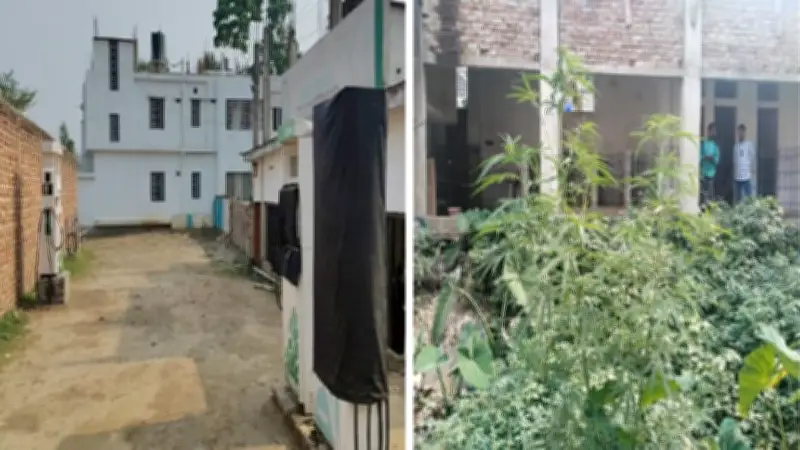 বজ্রপাতে কৃষকের মৃত্যু, গাঁজার গাছসহ নানা ঘটনায় দেশের খবর