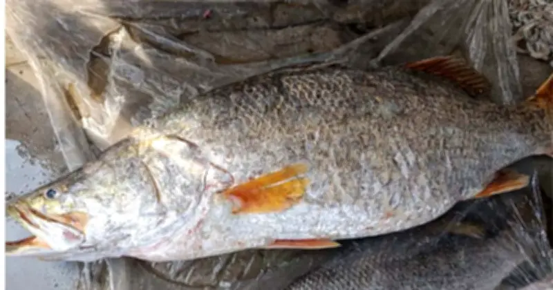 কুয়াকাটায় বিশাল কোরাল মাছ ধরা পড়েছে, বিক্রি হয়েছে ৩০ হাজার ৬৪৫ টাকায়